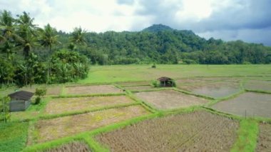 Çeltik tarlasında çalışan çiftçinin hava görüntüsünü oluşturun.