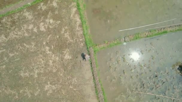 パディフィールドで働く農民の空中視点を確立する — ストック動画
