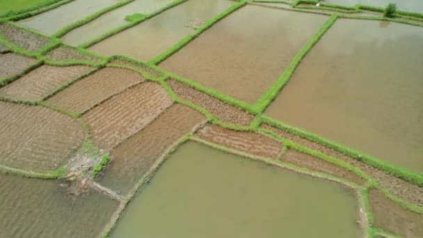 Luftaufnahme Von Reisfeldern Die Einer Schönen Ländlichen Gegend Gepflügt Wurden — Stockvideo