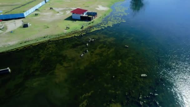 Mendirikan Pandangan Udara Dari Sekelompok Kerbau Rawa Tiku Kabupaten Agam — Stok Video