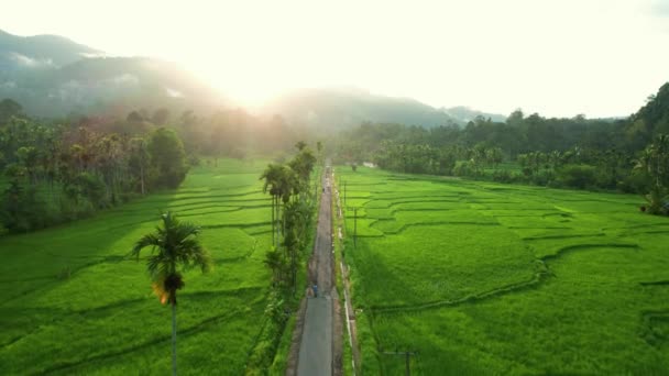 Erstellen Sie Luftbild Der Geraden Straße Schönen Ländlichen Reisfeld Abend — Stockvideo