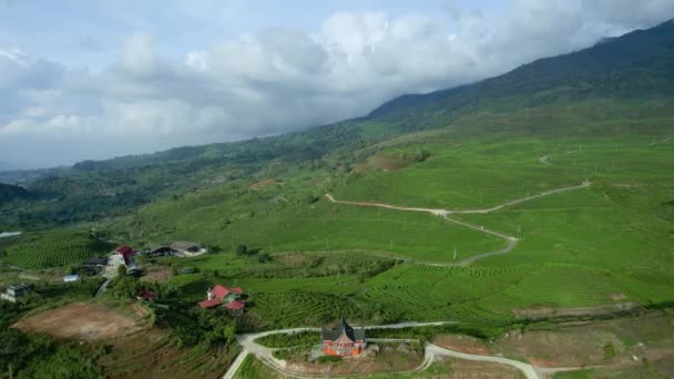 Estabeleça Agricultura Plantação Chá Vista Aérea Com Arquitetura Rumah Gadang — Vídeo de Stock
