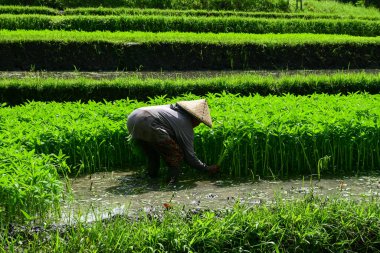 Bir çiftçi, Bali 'nin en sevdiği sebze olan pirinç tarlalarında kaz otu 