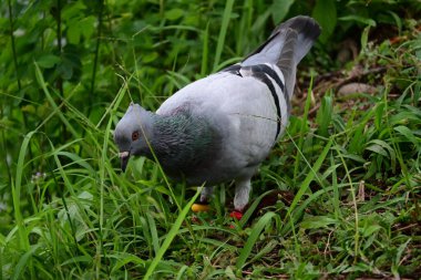 Beyaz ve Vahşi güvercin yiyecek arıyor.
