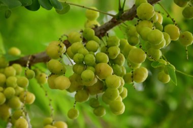 Phyllanthus acidus ya da Yıldız Bektaşi üzümü ağacında asılı.