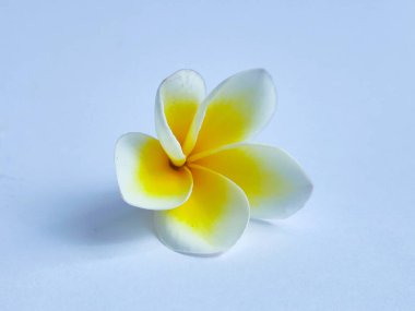 Beyaz arkaplan ile izole edilmiş Plumeria rubra veya Frangipani