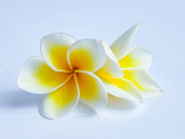 Beyaz arkaplan ile izole edilmiş Plumeria rubra veya Frangipani