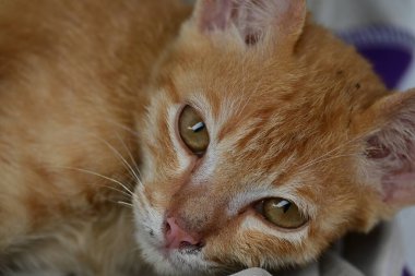 Cute baby cat brown kitten