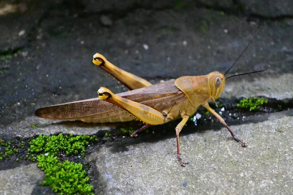 Yellow Grasshopper Locust Macro Blurred Background — Stock Photo, Image