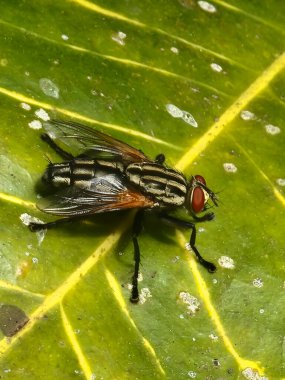 Yeşil bir yaprağın üzerinde oturan sinekler ya da Musca Domestica ya da Sarcophage carnaria