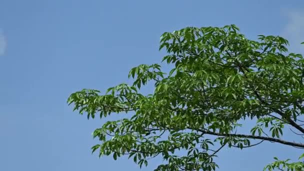 Дерево Ветки Листья Ветру Изолированы Голубом Фоне Неба — стоковое видео