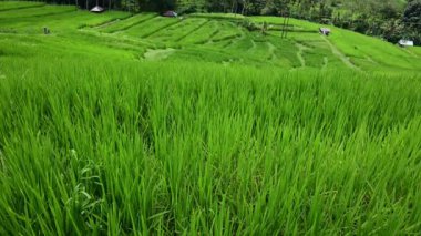 Bali 'deki Jatiluwih' in pirinç tarlası ve manzarası