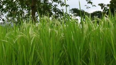 Bali 'deki Jatiluwih' in pirinç tarlası ve manzarası