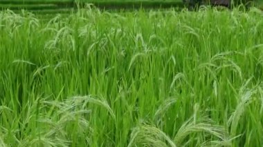 Bali 'deki Jatiluwih' in pirinç tarlası ve manzarası