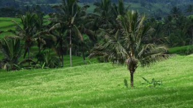 Bali 'deki Jatiluwih' in pirinç tarlası ve manzarası