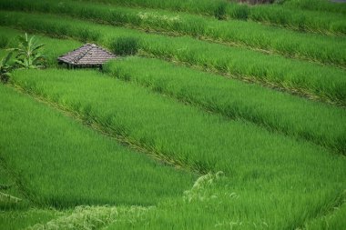 Bali 'deki Jatiluwih' in pirinç tarlası ve manzarası