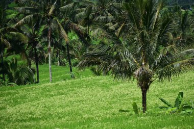 Bali 'deki Jatiluwih' in pirinç tarlası ve manzarası