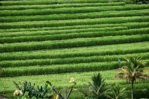 Pole Ryżowe Krajobraz Jatiluwih Bali — Zdjęcie stockowe