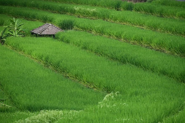 Рисове Поле Краєвид Ятілувії Балі — стокове фото
