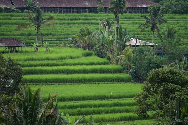 Αγροτεμάχιο Ρυζιού Και Τοπίο Του Jatiluwih Στο Μπαλί — Φωτογραφία Αρχείου