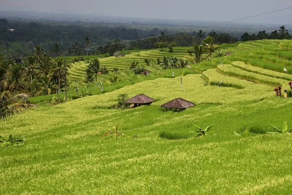 Рисове Поле Краєвид Ятілувії Балі — стокове фото