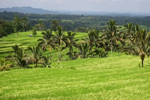 Rice Field Landscape Jatiluwih Bali — Stock Photo, Image