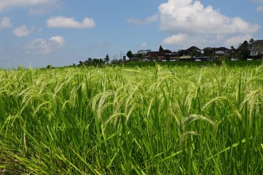 manzara pirinç tarlası ve Hindistan cevizi ağacı Jatiluwih Bali