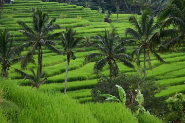 manzara pirinç tarlası ve Hindistan cevizi ağacı Jatiluwih Bali