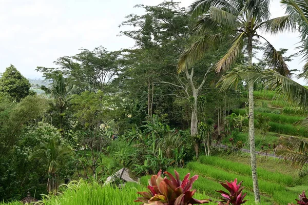 Landscape Rice Field Coconut Tree Jatiluwih Bali — Stock Photo, Image