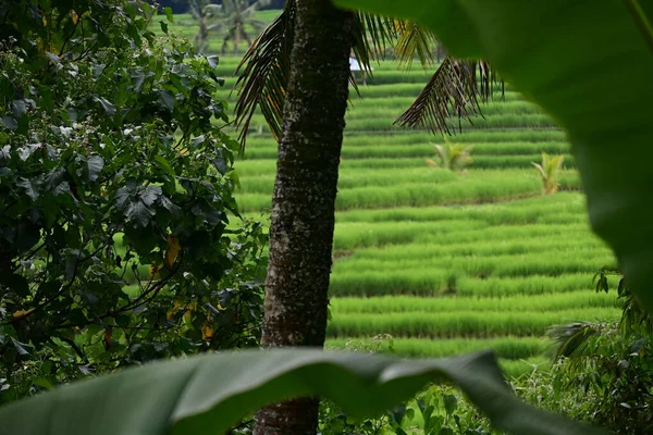 Manzara Pirinç Tarlası Hindistan Cevizi Ağacı Jatiluwih Bali — Stok fotoğraf