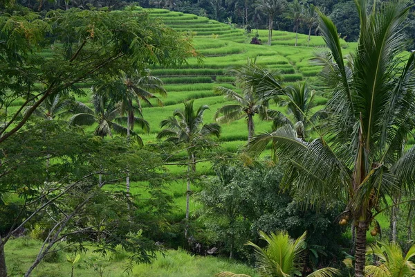 Paysage Rizière Cocotier Jatiluwih Bali — Photo