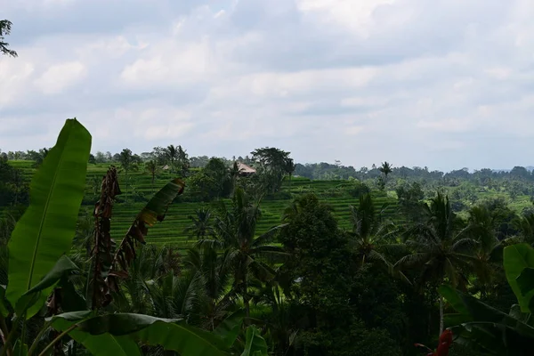 Landscape Rice Field Coconut Tree Jatiluwih Bali — Stock Photo, Image