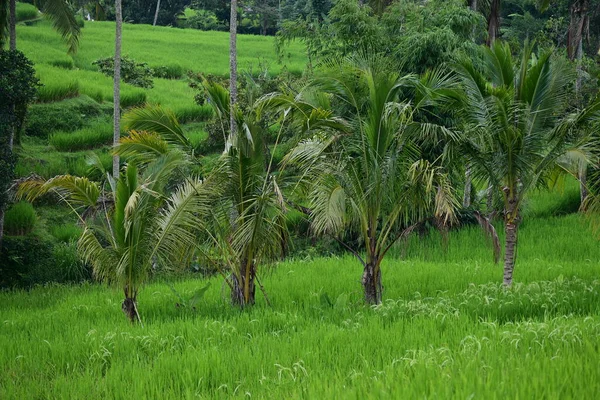 Landschaft Reisfeld Und Kokosnussbaum Von Jatiluwih Bali — Stockfoto