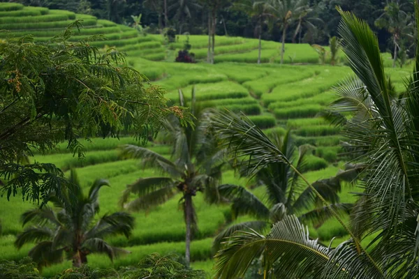 Ландшафтне Поле Рису Кокосове Дерево Ятілувія Балі — стокове фото