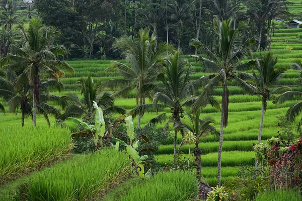 Ландшафтне Поле Рису Кокосове Дерево Ятілувія Балі — стокове фото
