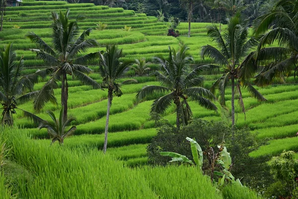 Jatiluwih Bali的风景稻田和椰子树 图库图片