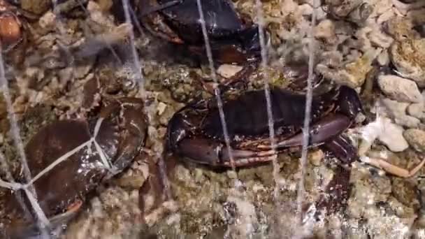 Crabs Aquarium Used Cooking — Stock Video