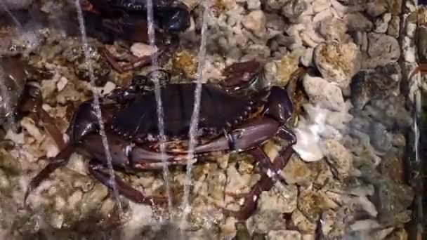 水族馆里用来做饭的螃蟹 — 图库视频影像