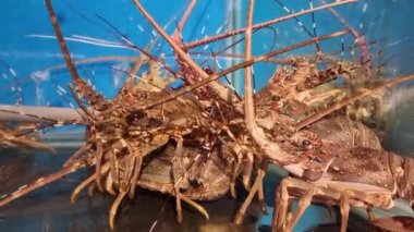 Akvaryumdaki ıstakoz yemek pişirmek için kullanılacak.