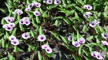 Vahşi Patates Vine (Ipomoea pandurata) beyaz ve mor çiçek, seçili odak bulanık arkaplan