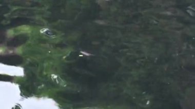 Geleneksel su, Bali 'de umumi hamama dökülüyor, doğal su kaynağı.