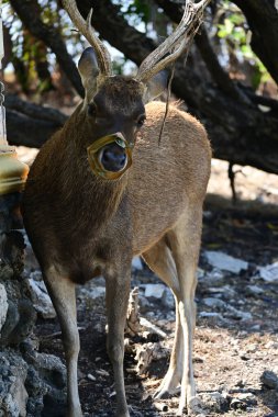 Menjangan Adası 'ndaki vahşi geyik, Bali Endonezya