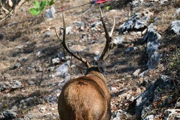 Wild Deer Menjangan Island Bali Indonesia — Stock Photo, Image
