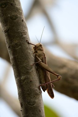 Ağaç gövdesinde kahverengi çekirge