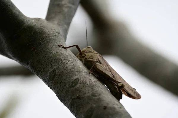 Brown Grasshopper Tree Trunk — Stock Photo, Image