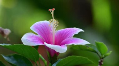 Bulanık yeşil arka planda çiçek açan pembe amber çiçeği.