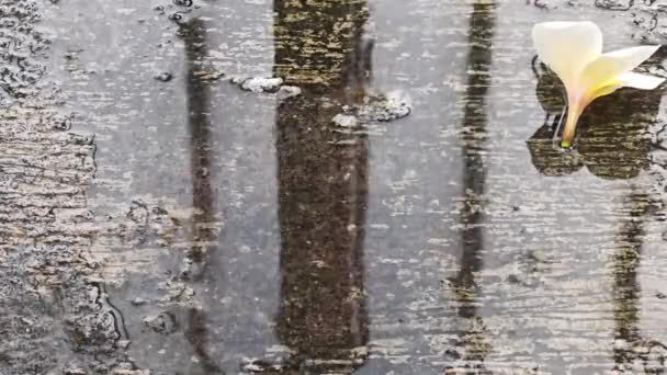 コンクリートの床と花の上に雨滴 — ストック動画