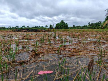 Pirinç tarlaları yağmur suyu dolu pirinç koşullarını hasat ettikten sonra