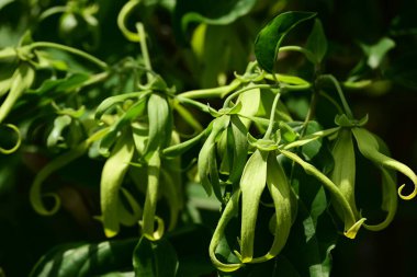 Cananga odorata veya ylang-ylang çiçeği veya Bunga kenanga veya sandat