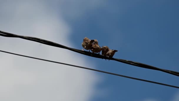 Three Sparrow Bird Preening While Sunbathing Power Line Cable — Stock Video